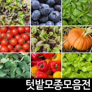 ★텃밭모종 모음★ 쌈채소 열매 뿌리 잎채소 곰취 깻잎 딸기 감자 텃밭모종
